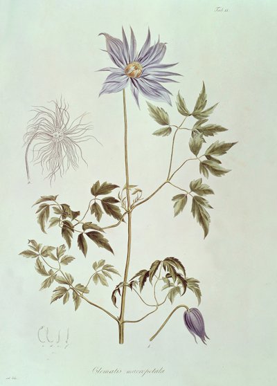 Clematis macropetala, da "Icones Plantarum Floram Rossicam" 1829 da Carl Friedrich von Ledebour
