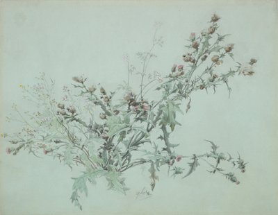 Studio di un cardo in fiore, 1846 da Carl Georg Anton Graeb