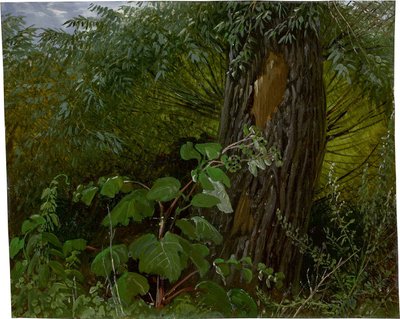 Tronco di salice con sottobosco da Carl Gustav Carus