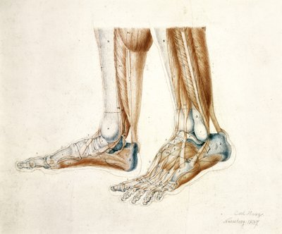 Disegno anatomico dei piedi di un uomo, 1837 da Carl Haag