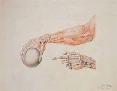 Mani anatomiche, 1837 da Carl Haag