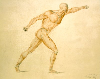 Muscolatura Anatomica di un Uomo in Piena Estensione da Carl Haag