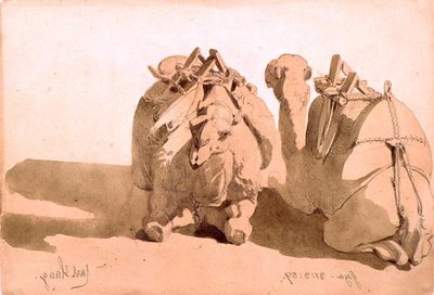 Studio di cammelli da Carl Haag