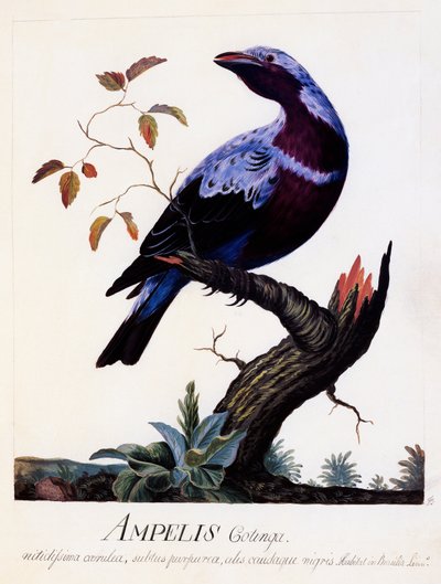 Ampelis cotinga, Cotinga dal petto viola da Carl Linnaeus