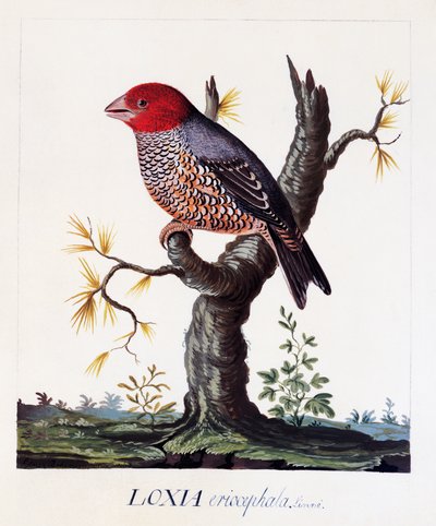 Loxia erythrocephala (Amadina erythrocephala), Fringuello dalla testa rossa, acquerello da Carl Linnaeus