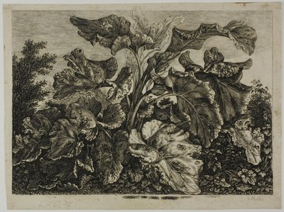 Foglio di verdure da Carl Wilhelm Kolbe, the elder