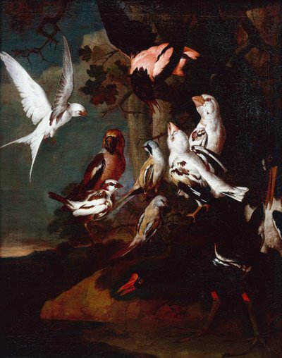 Gallinella d