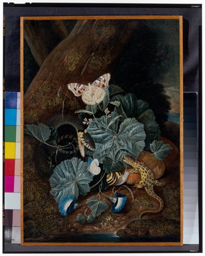 Natura morta del sottobosco con lumache, serpenti, lucertole e farfalle da Carl Wilhelm de Hamilton