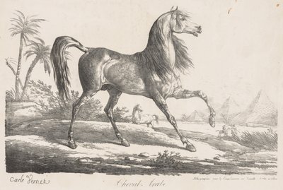Suite di cavalli: Cavallo arabo da Carle Vernet