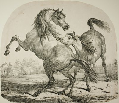 Cavalli selvaggi che combattono da Carle Vernet