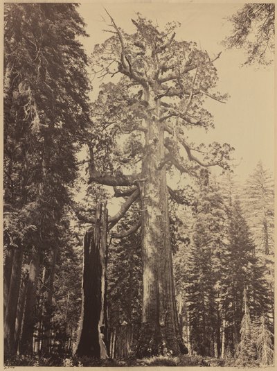 Grizzly Giant, Mariposa Grove da Carleton E. Watkins