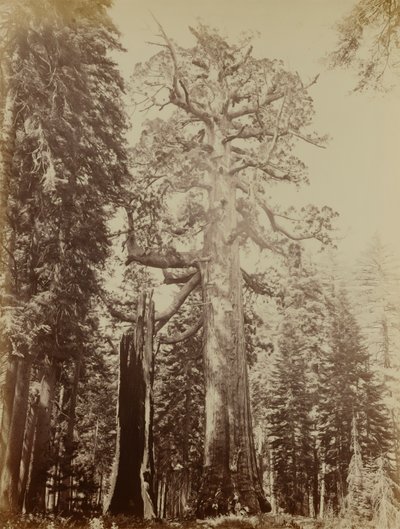 Grizzly Giant, Mariposa Grove da Carleton E. Watkins