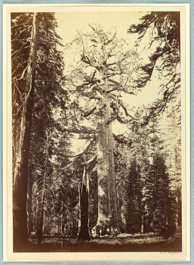 Il gigante grizzly, Mariposa Grove, Yosemite da Carleton E. Watkins