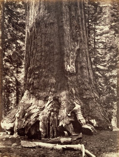 Base del Grizzly Giant, albero di sequoia gigante, Yosemite, California da Carleton Emmons Watkins