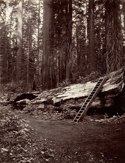 Padre della Foresta, 1865-66, stampato ca. 1876 da Carleton Emmons Watkins