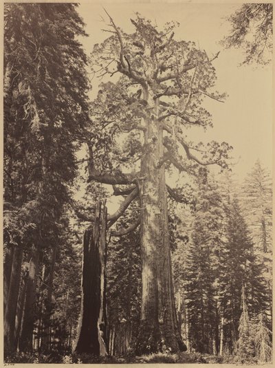 Grizzly Giant, Mariposa Grove,1861 (photo) da Carleton Emmons Watkins