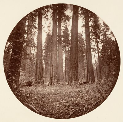 James King of William. Keyston State ecc. Calaveras Grove, ca. 1878 da Carleton Emmons Watkins