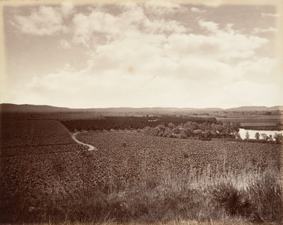 Lago Vineyard e Aranceto, Los Angeles, 1876, stampato ca. 1876 da Carleton Emmons Watkins