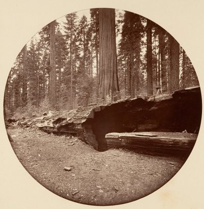 Mammoth Three Grove Hotel, Calaveras Co Cal. da Carleton Emmons Watkins