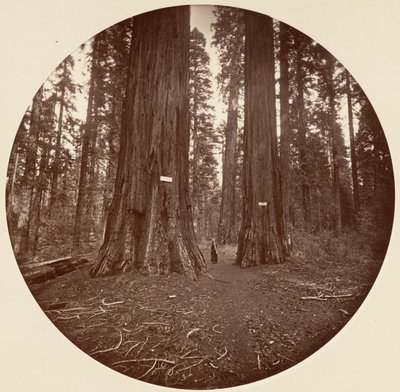 Nessuno, ca. 1878 da Carleton Emmons Watkins