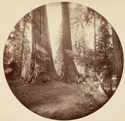 Old Dominium e la taverna di Zio Tom. Calaveras Grove, ca. 1878 da Carleton Emmons Watkins