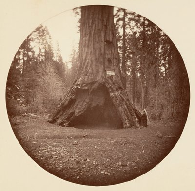 Cabina dei pionieri - Calaveras Grove, ca. 1878 da Carleton Emmons Watkins