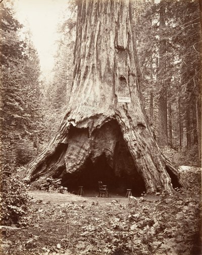 Capanna del Pioniere, 1865-66, stampato ca. 1876 da Carleton Emmons Watkins