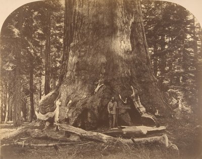 Sezione del Gigante Grisly, Mariposa Grove da Carleton Emmons Watkins