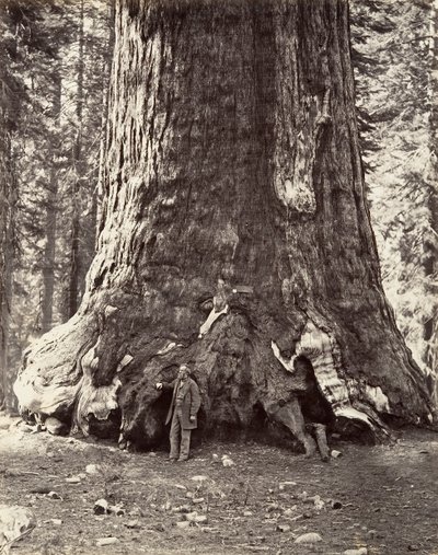 Sezione del Grizzly Giant, circonferenza di 101 piedi, 1865-66, stampato ca. 1876 da Carleton Emmons Watkins