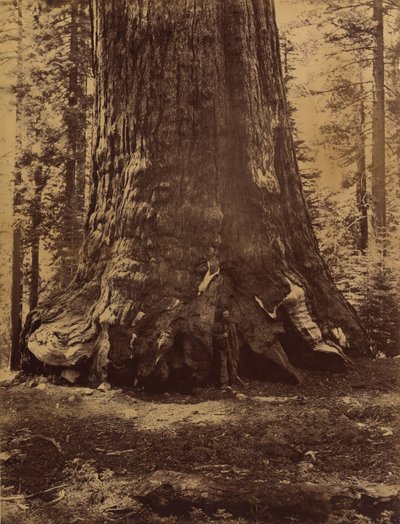 Sezione del Grizzly Giant con Galen Clark, Mariposa Grove, Yosemite, 1865-66 da Carleton Emmons Watkins