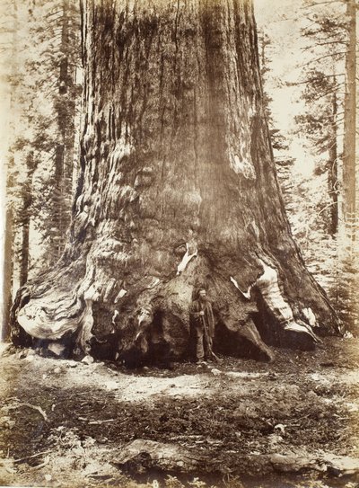 Sezione del Grizzly Giant con Galen Clark, Mariposa Grove, Yosemite, 1865-66 da Carleton E. Watkins