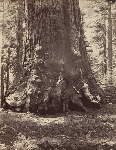 Sezione del Grizzly Giant con Galen Clark, Mariposa Grove, Yosemite, 1865-66, stampato ca. 1876 da Carleton Emmons Watkins