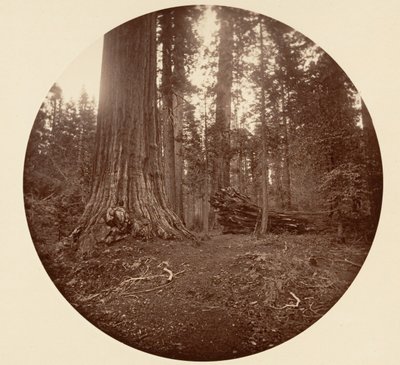 Il padre della foresta - C. Grove, ca. 1878 da Carleton Emmons Watkins