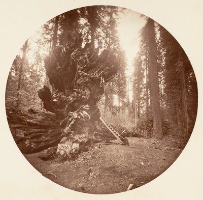 Il padre della foresta - Il lato del cavallo. Calaveras Grove da Carleton Emmons Watkins