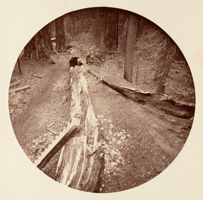Il padre della foresta lungo 450 piedi, C. Grove, ca. 1878 da Carleton Emmons Watkins