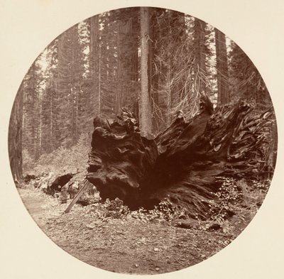 Il padre della foresta 450 ft C. Grove, ca. 1878 da Carleton Emmons Watkins