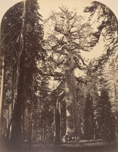 Il gigante orribile, Mariposa Grove, Yosemite, 1861 da Carleton Emmons Watkins
