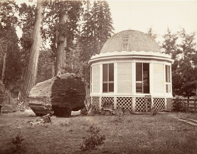 La casa costruita sul ceppo di un grande albero, 1865-66, stampato ca. 1876 da Carleton Emmons Watkins