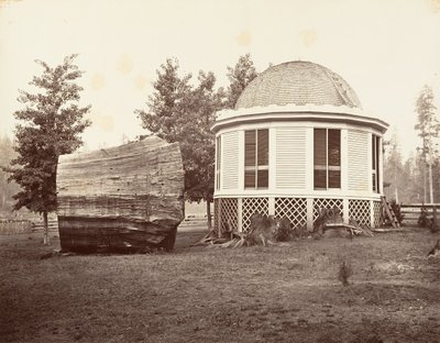 La casa sopra un ceppo di un grande albero da Carleton Emmons Watkins