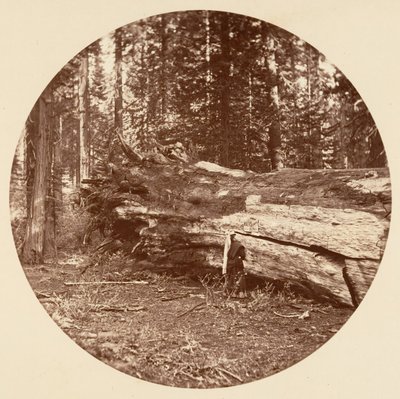 Capanna dei minatori - Calaveras Grove da Carleton Emmons Watkins