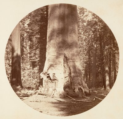 La madre della foresta - Calaveras Grove, ca. 1878 da Carleton Emmons Watkins