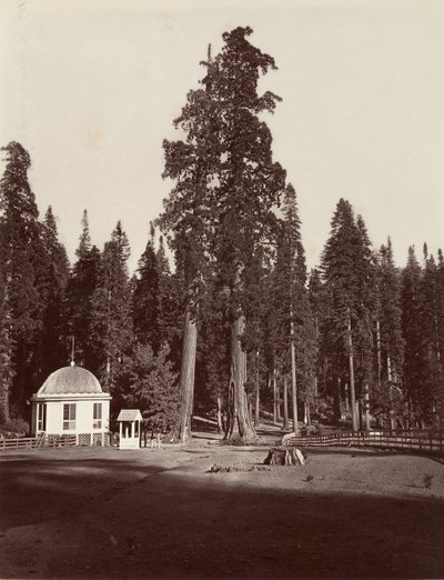 La sentinella, 315 piedi, 1865-66, stampato ca. 1876 da Carleton Emmons Watkins