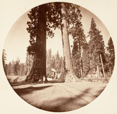 Le Sentinelle - Calaveras Grove, ca. 1878 da Carleton Emmons Watkins