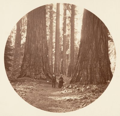 Le tre Grazie viste attraverso il bosco di Bryant e Seward Calaveras, ca. 1878 da Carleton Emmons Watkins