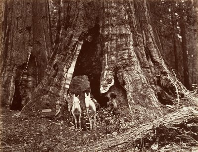 Il treppiede, circonferenza di 94 piedi, 1865-66, stampato ca. 1876 da Carleton Emmons Watkins