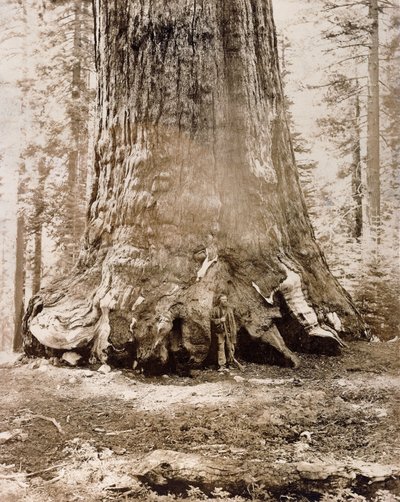 Tronco del 