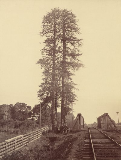 Gemelli di sequoie, Palo Alto, 1870 da Carleton Emmons Watkins