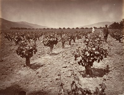 Vigneto del Ranch Camulos da Carleton Emmons Watkins