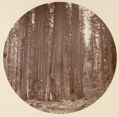 [Parco Nazionale di Yosemite, California], ca. 1878 da Carleton Emmons Watkins