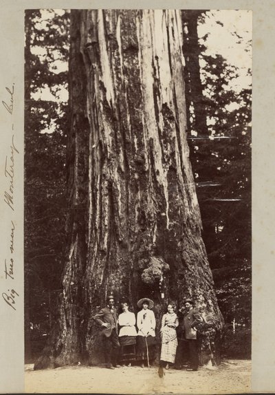 Grandi alberi vicino a Monteray [sic] - Cal. da Carleton Watkins